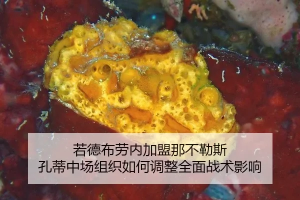 ruo-de-bu-lao-nei-jia-meng-na-bu-le-si-kong-di-zhong-chang-zu-zhi-ru-he-tiao-zheng-quan-mian-zhan-shu-ying-xiang-2-938.jpg